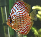 Acará Disco Asian Leopard 5-6cm / Symphysodon aequifasciatus