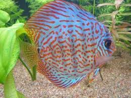 Acará Disco Asian Leopard 8-10cm / Symphysodon aequifasciatus