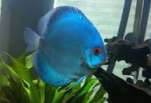 Acará Disco Blue Diamond  5-6cm / Symphysodon aequifasciatus