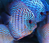 Acará Disco Turquesa 5-6cm / Symphysodon aequifasciatus
