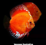 Acará Disco Red Malboro 7-9cm / Symphysodon aequifasciatus