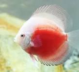 Acará Disco Red Withe 7-9cm / Symphysodon aequifasciatus