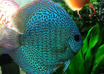 Acará Disco Snack Skim 5-6cm / Symphysodon aequifasciatus
