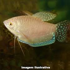 Tricogaster Rosa / Trichogaster trichopterus