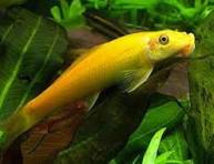 Comedor de algas Chinês (Algae Eater Gold) / Gyrinocheilus aymonieri