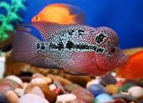 Flowerhorn 5cm