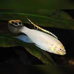 Kribensis Albino 5cm / Pelvicachromis pulcher