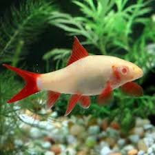 Labeo Frenatus Albino (Epalzeorhynchos frenatus)