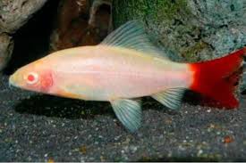 Labeo Bicolor Albino / Epalzeorhynchos bicolor