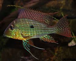 Acaratinga 16cm / Geophagus proximus