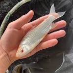 Curimbatá Albina 8cm / Prochilodus lineatus