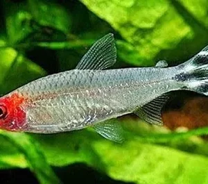 Rodostomus, Rodóstomo (Hemigrammus rhodostomus)