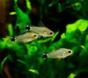 Corydora Anã (Corydoras hastatus)