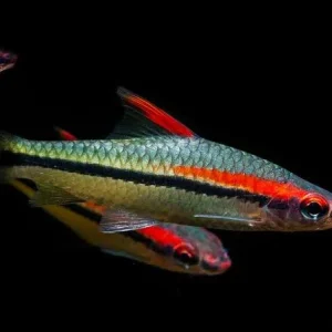 Barbo Denisoni (Sahyadria denisonii)