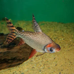 Jaraqui 10-12cm / Semaprochilodus insignis - 2unidades