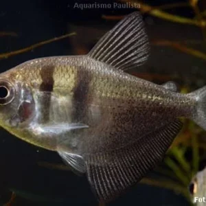 Tetra Negro / Gymnocorymbus ternetzi