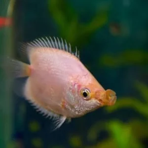 Peixe Beijador / Helostoma temminkii