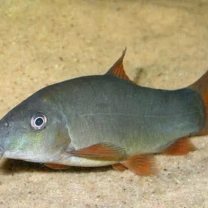 Botia Azul / Yasuhikotakia modesta