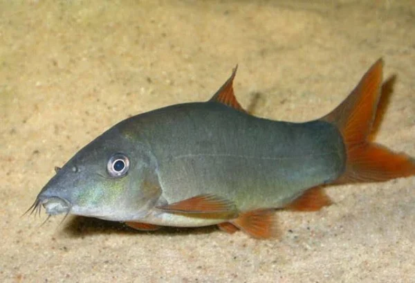Botia Azul / Yasuhikotakia modesta