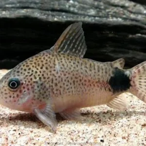 Coridora Cauda Manchada / Corydoras caudimaculatus