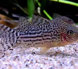 Coridora Haraldschultzi