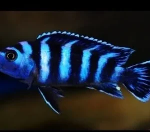 Demasoni Pombo Matriz / Chindongo demasoni