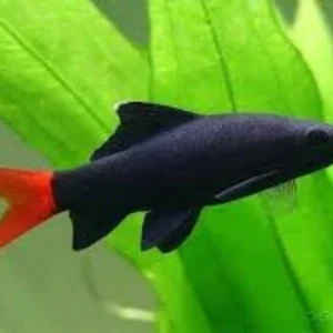 Labeo Bicolor / Epalzeorhynchos bicolor