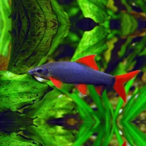 Labeo Frenatus / Epalzeorhynchos frenatus