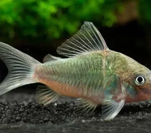 Coridora Brochis Splendens / brochis Splendens
