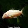 Coridora Albina (Corydoras aeneus)