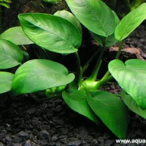Anubia Barteri (Nana)
