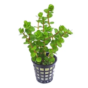 Rotala Rotundifolia