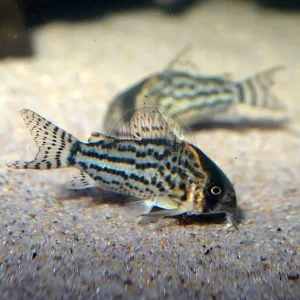 Coridora Rio Purus / Tigre (Corydoras schwartzi)