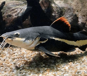 Pirarara 12-15cm / Phractocephalus hemioliopterus