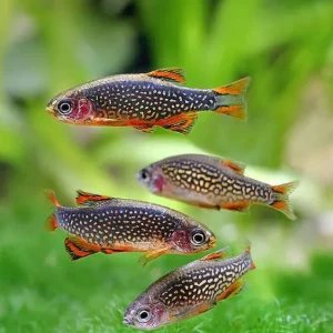 Rasbora Galaxy / Danio margaritatus - 5unidades