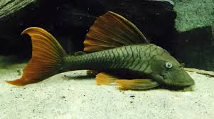 Cascudo Violeta L137 / Hypostomus soniae