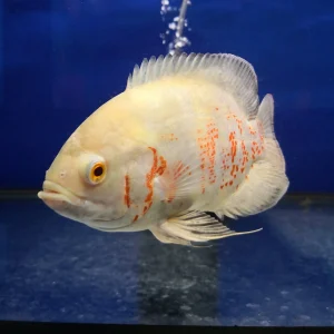 Oscar Red Tigre Albino 14-16CM