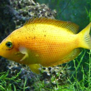Mexerica (Etroplus maculatus)