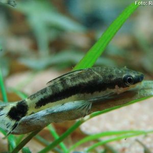 Cascudo Limpa Vidro (Otocinclus affinis)
