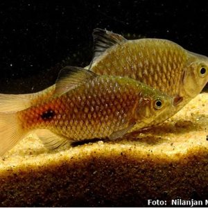 Barbo Conchônio Amarelo / Pethia conchonius