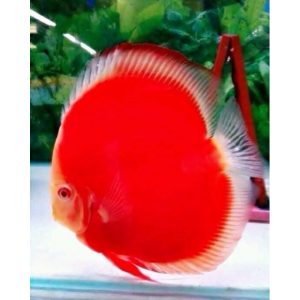 Acará Disco Red Royal 5-6cm/ Symphysodon aequifasciata