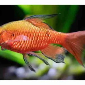 Barbo Conchônio Cereja Véu / Pethia conchonius