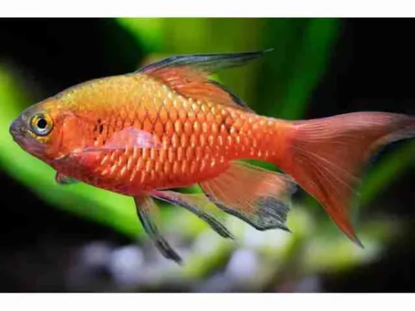 Barbo Conchônio Cereja Véu / Pethia conchonius