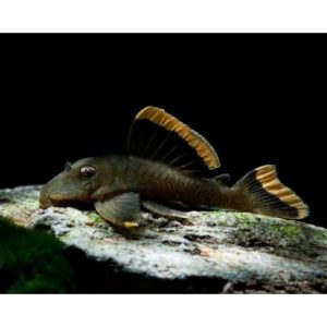 Cascudo L047 Aba Laranja 5-6cm / Baryancistrus chrysolomus