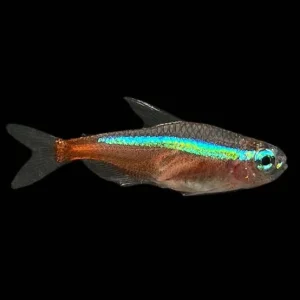 Tetra Neon Verde / Paracheirodon simulans