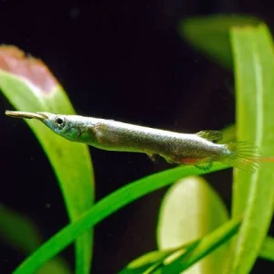 Agulhinha Prata / Dermogenys pusilla