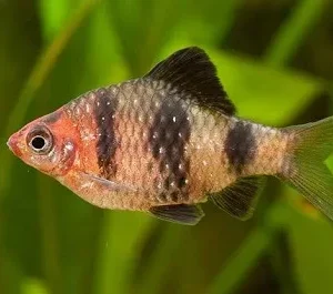 Barbo Rubi Negro / Pethia nigrofasciata