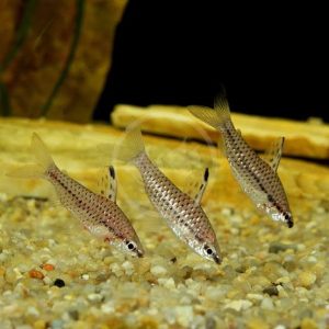 Chilodus Manchado / Chilodus punctatus