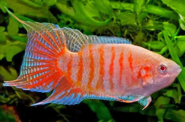 Paraíso Albino / Macropodus opercularis