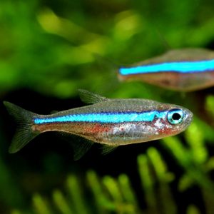 Tetra Neon Verde 10unidades / Paracheirodon simulans